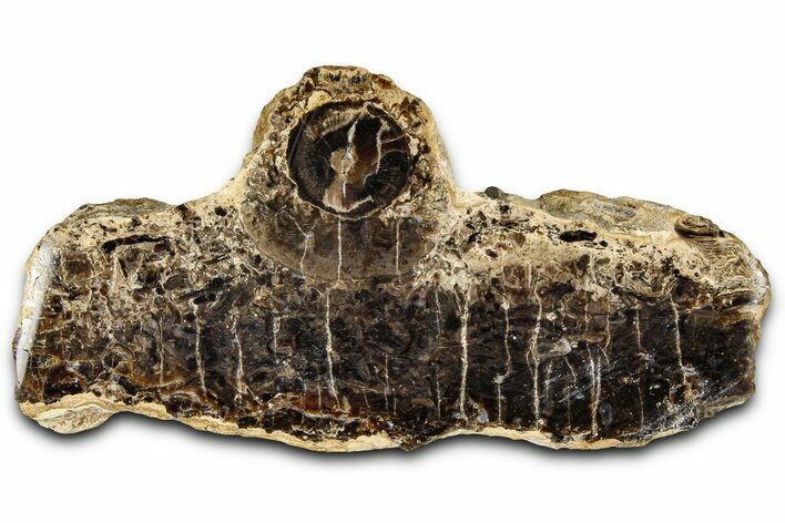 Polished Fossil Stromatolite Colony on Petrified Wood - Utah #365921
